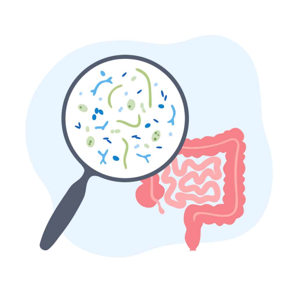 Microbiote intestinal et obésité – Quelques clefs pour mieux vivre